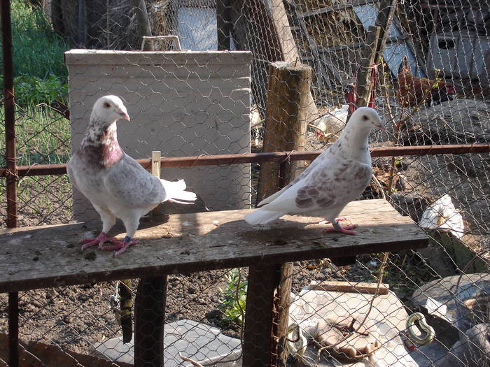 141 - E Porumbei Voiajor Standard Vechi