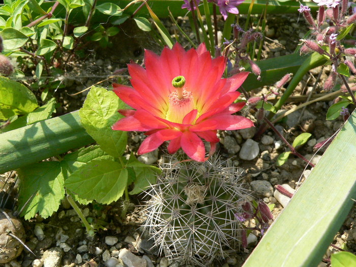 echinocereus_coccineus - genul Echinocereus