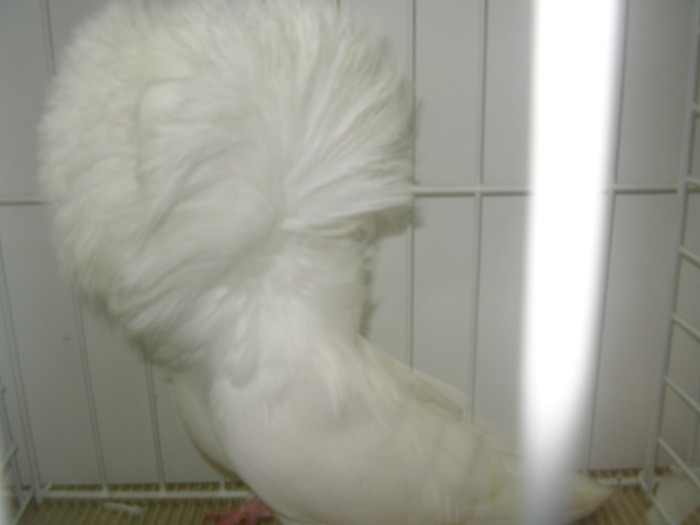 SANY0198 - poze expo 2009