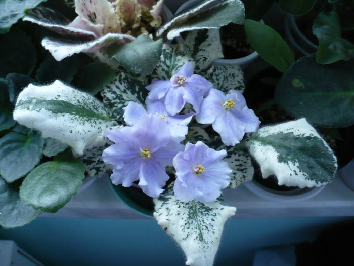 Pretty Miss Kelly - Saintpaulia - violete de camera