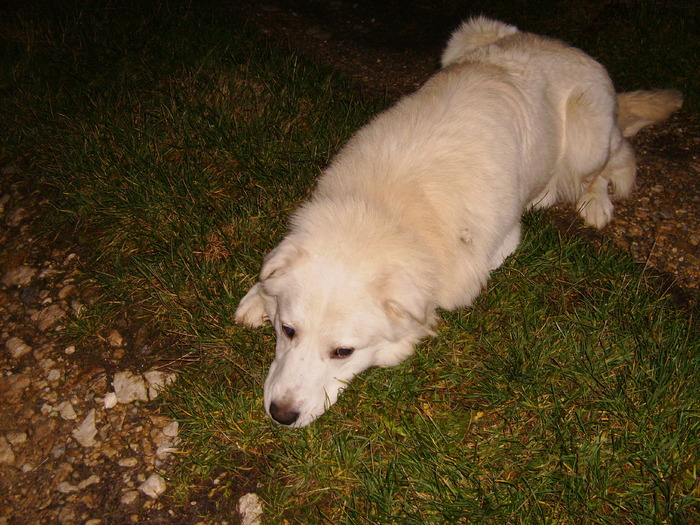 30 nov. 2009 056 - tineret canin
