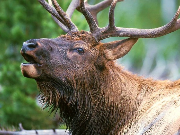 webshots1001 - Animale