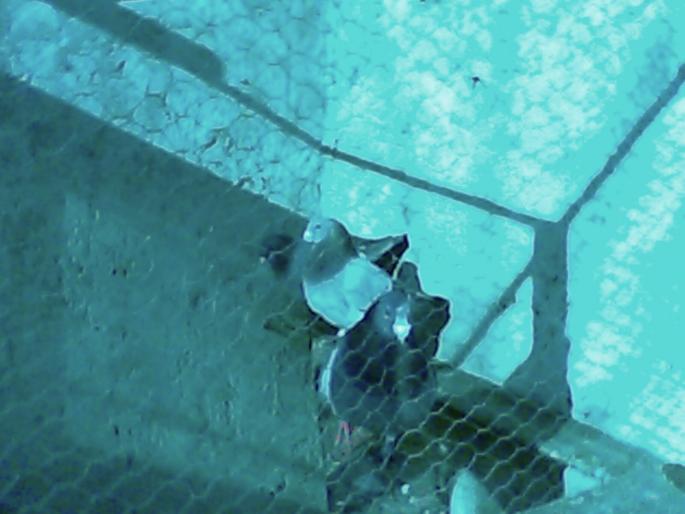 IMG0107A - porumbei-0728444458