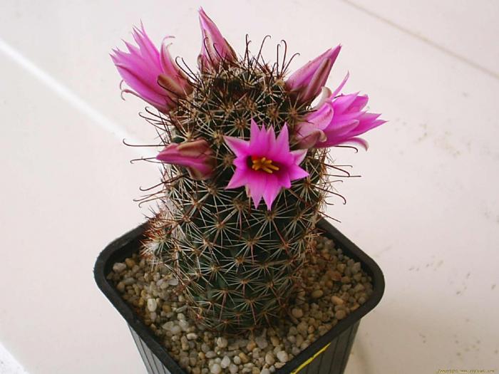Mammillaria mazatlanensis