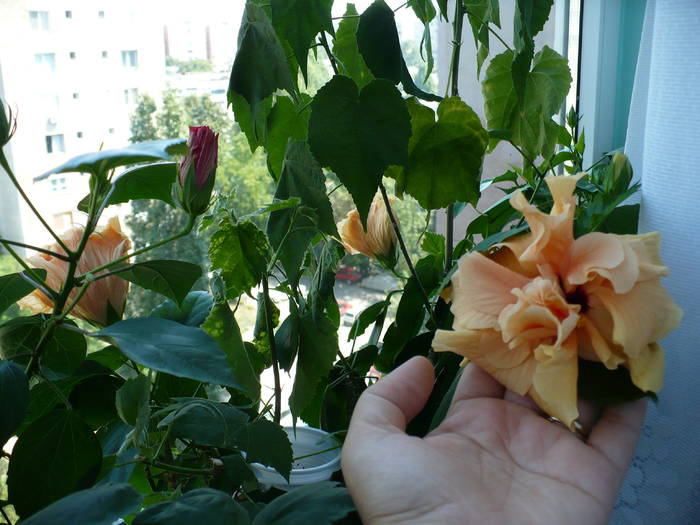 P1150129