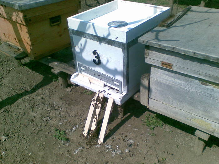 05042009(004) - albine