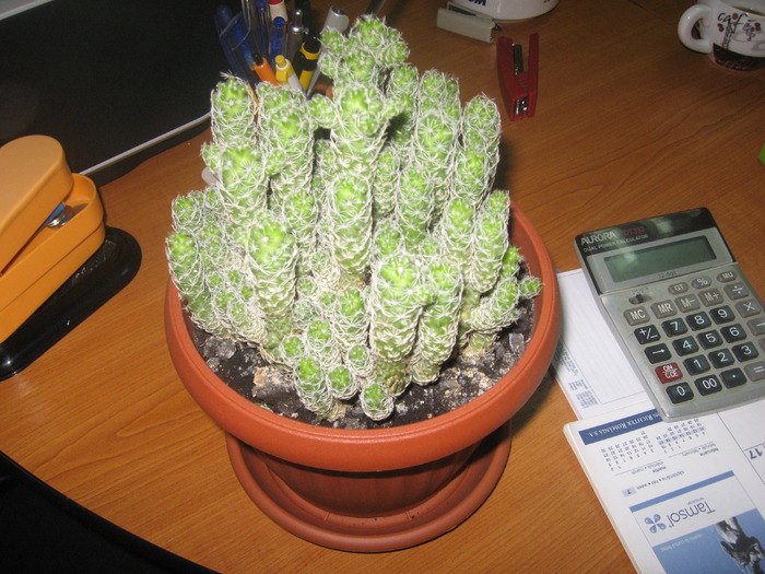 cactus - florile mele 2009