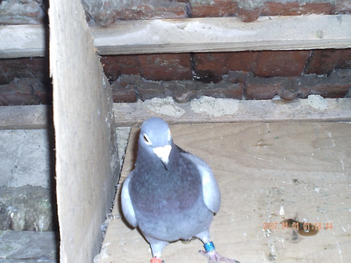 albastru - porumbei voiajori matca doici