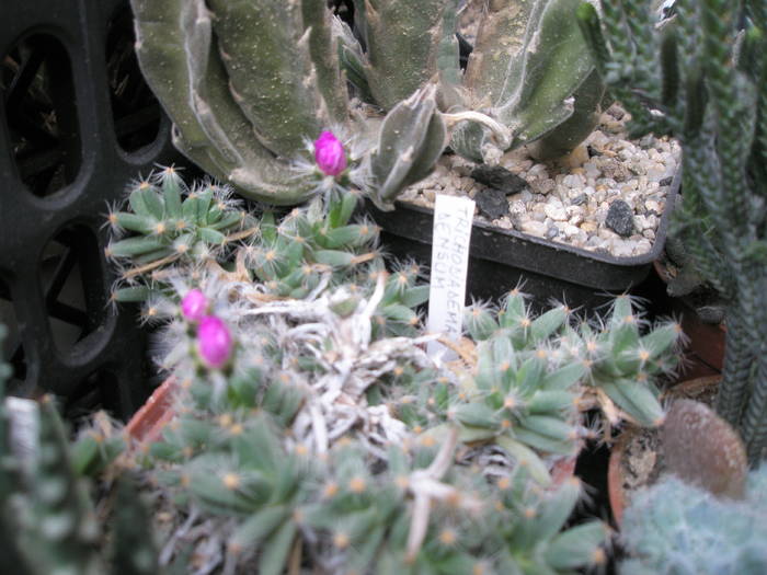 Tricodiadema densum cu boboci - cactusi la iernat 2008-2009