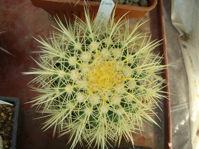 Echinocactus grusonii - Ferocactus-Echinocactus
