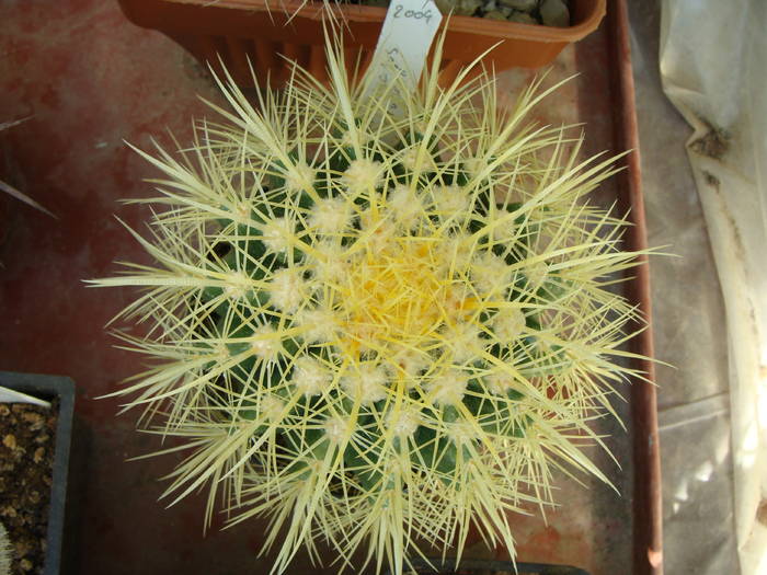 Echinocactus grusonii