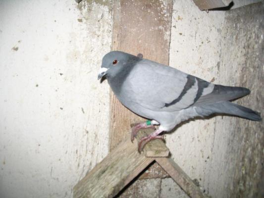 Mascul 2006