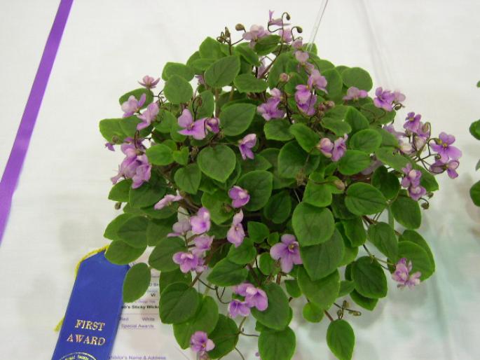 Robs_Sticky_Wicket_2005avsa - violete de pe net 1