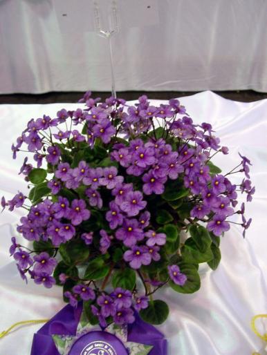 Sunnyvale_Trail_2005avsa - violete de pe net 1