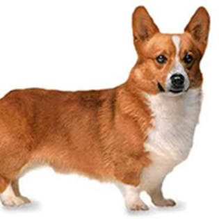 welsh-corgi-pembroke_1[1]