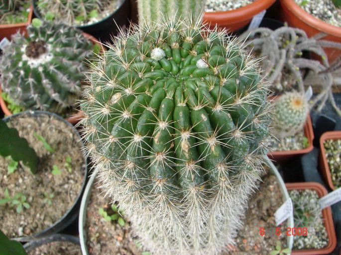 Pseudolobivia kermesina