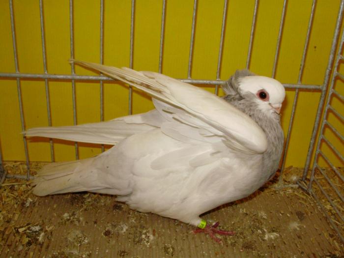 17122b komaron 0