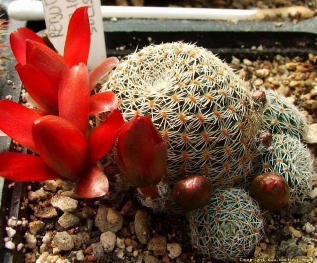 resize_of_rebutia_heliosa_v_solisioides_rh_1024