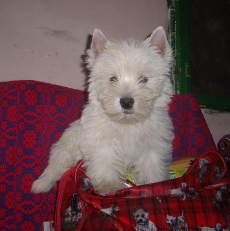 IMGP0057 - West highland white terrier-Cezar