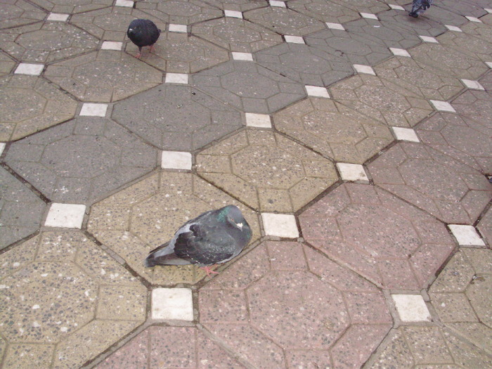 P9040090 - 18g Timisoara