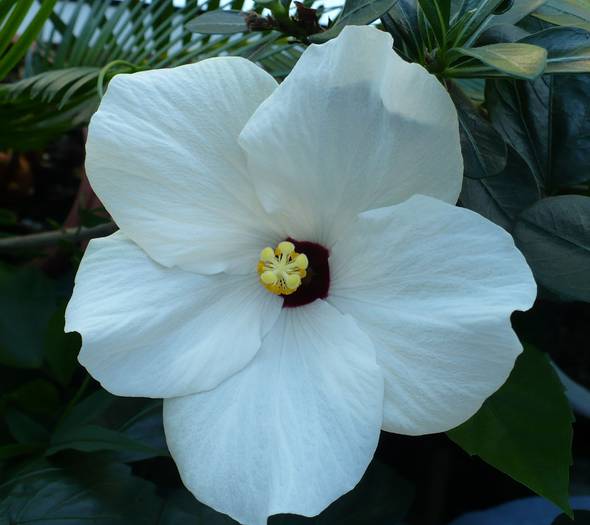 P1140845 - HIBISCUSI