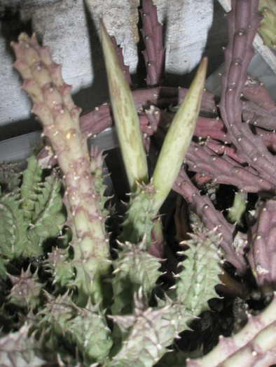 Huernia keniensis - fructe - cactusi la iernat 2009-2010