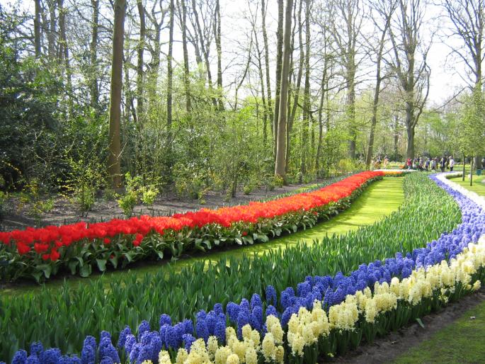 IMG_3452 - KEUKENHOF-OLANDA