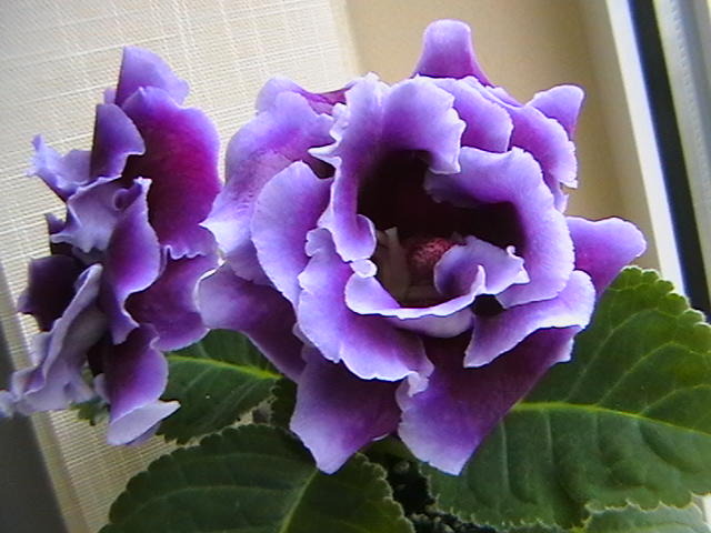 allegro purple - gloxinii-pui