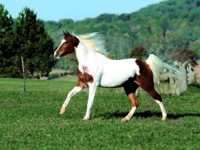 normal_horses_12 - cai si ponei