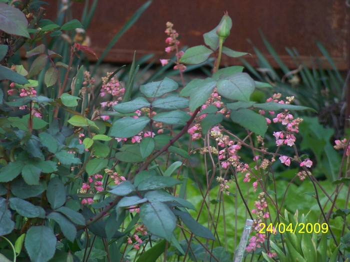 100_1093 - Primavara in curte  Timisoara