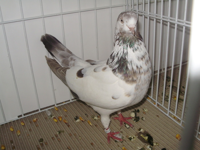 tippler eng 4 - 1509 str 3