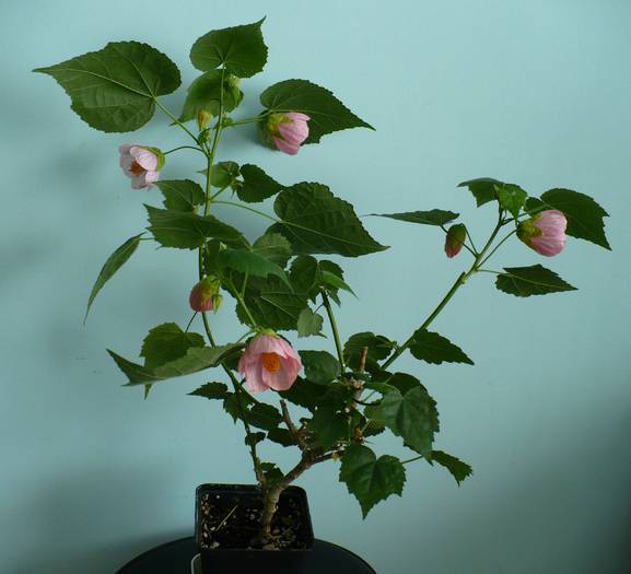 P1140443 - ABUTILONI