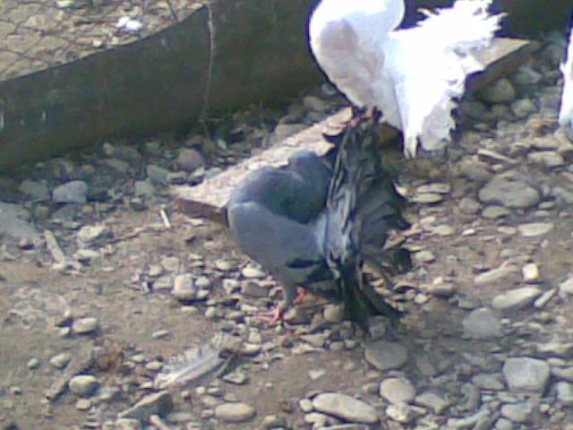 28022009(042) - diferite rase porumbei