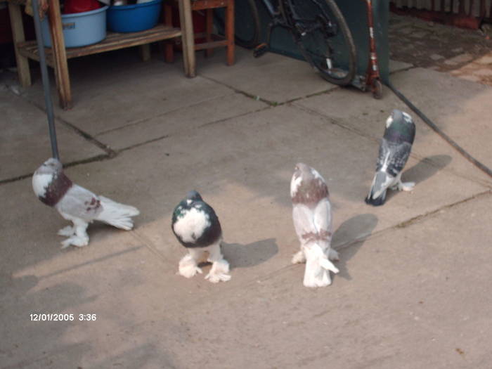 HPIM2033 - 6-gusati de pomerania-2009