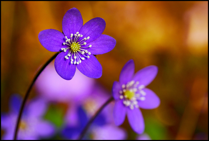 Spring_flowers_by_eswendel - poze de destop si poze cu printese
