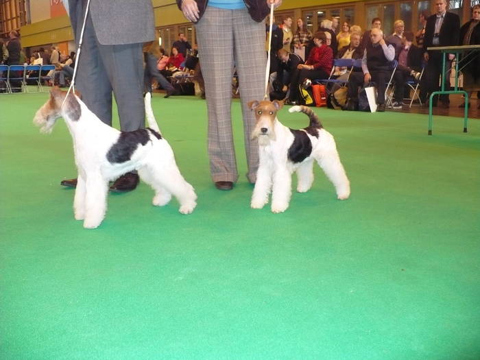 P1050532 - crufts 2009 smooth fox  and wire