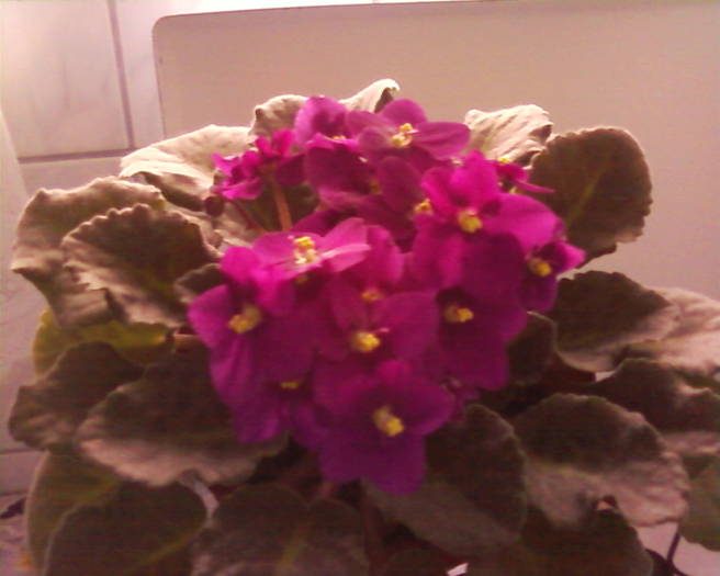 violeta - flori 2009