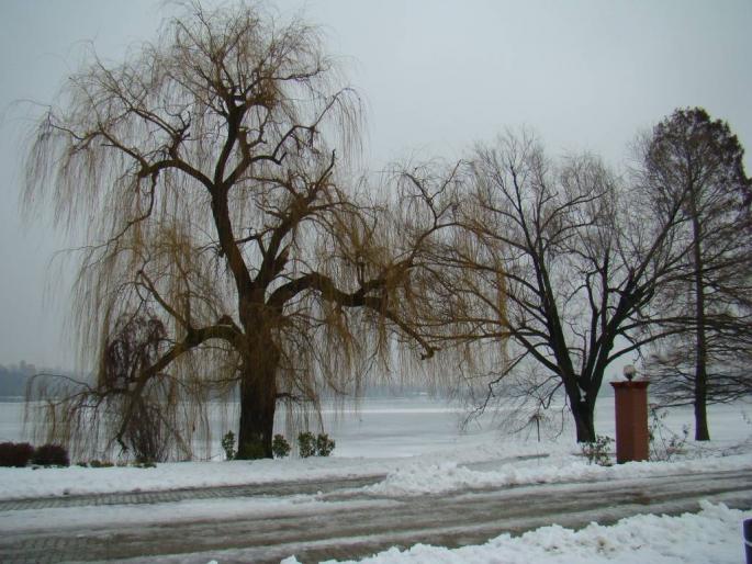 DSC02001 - 2008-01-19 - In Herastrau