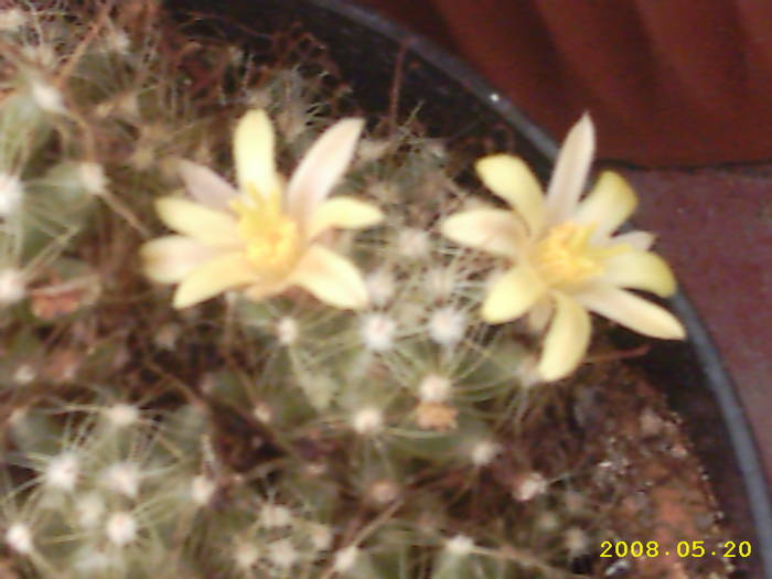 5-Mammillaria surculosa - cactusi