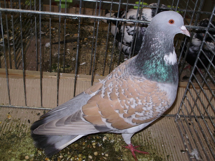 5217 c 1