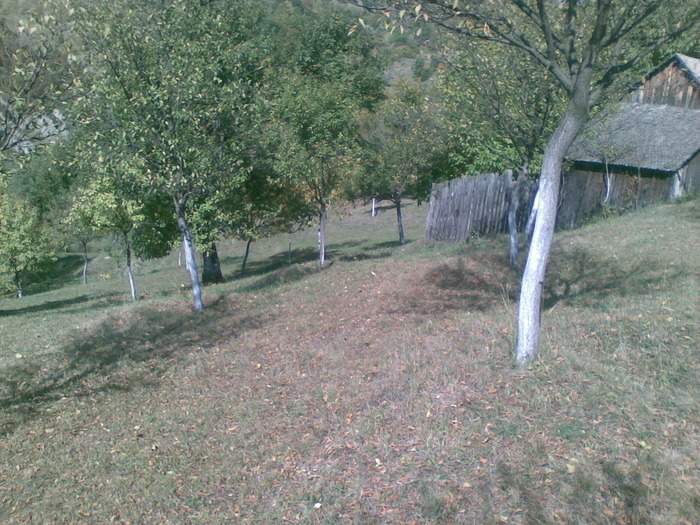 01102009(003) - vanatoare padure