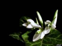 MACKDWBVG415FE0L4F1RHB7OE