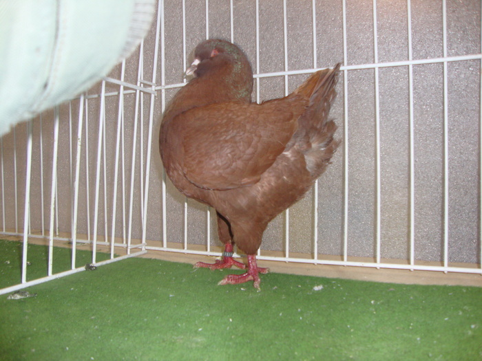 WSXUHMRMEJOUEEOLBVY - Z Szigetvar 2010