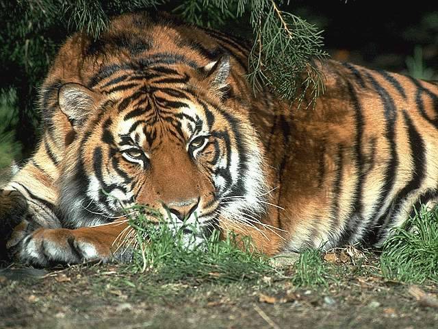 TIGER1 - animale de tot felu