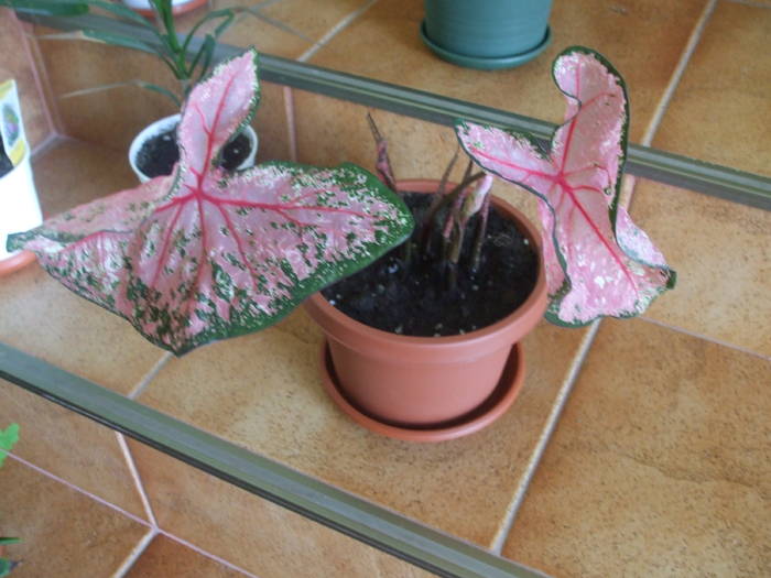 DSCF4783 - caladium