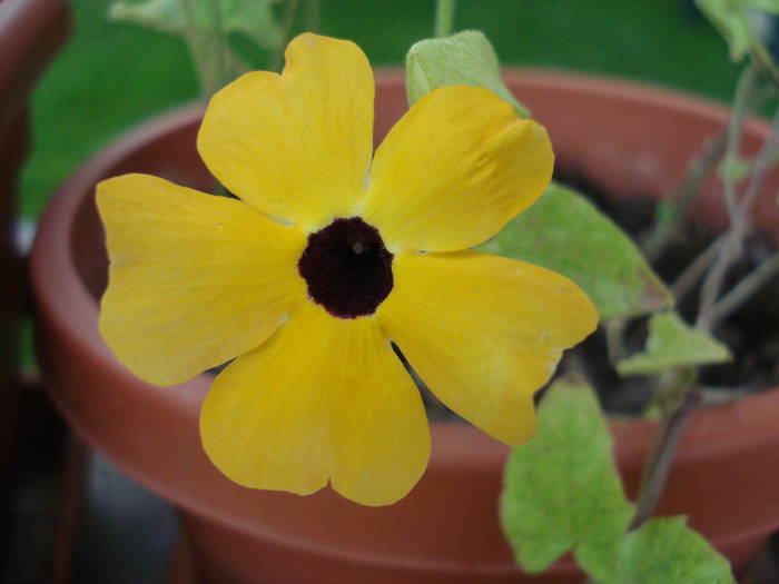 Black-Eyed Susan (2009, August 05) - 08 Garden in August