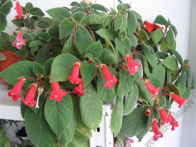 Kohleria Eriantha  3