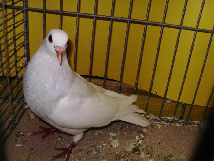 10409 bernhardiner schecken 1 10409 bernhardiner schecken 1