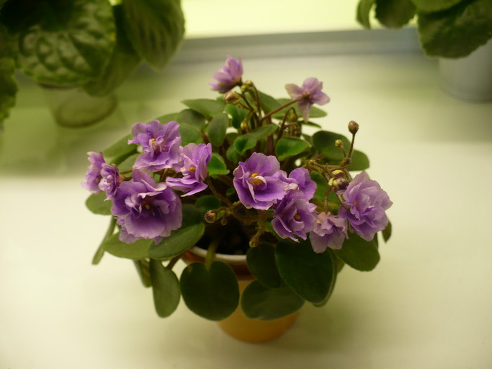 P1190552 - Saintpaulia - violete de camera