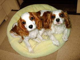 a_superstock_1566-0166115